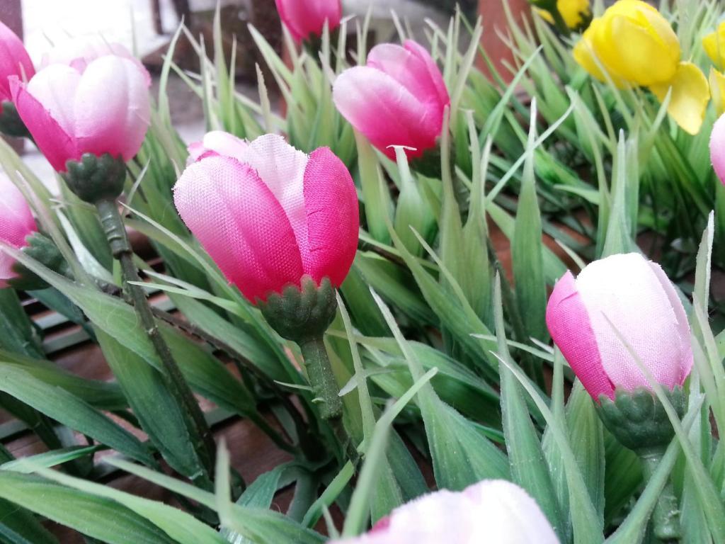 Pink Tulip Hotel TP. Hồ Chí Minh Ngoại thất bức ảnh
